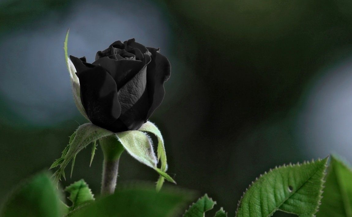 Почему нет черных роз или блюза? Что нужно знать о цветах роз - E-garden