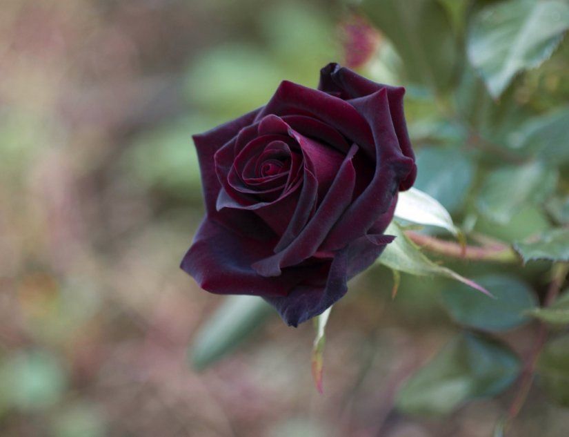 Темно-бордовая роза
