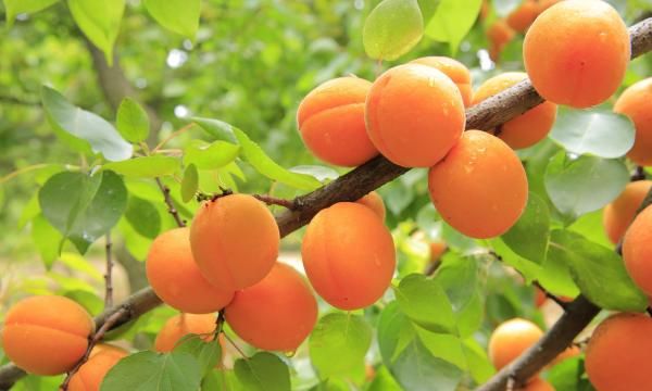 Абрикосы - какие сорта выращивать в Польше. Болезни атакующих абрикосов и борющихся с ними