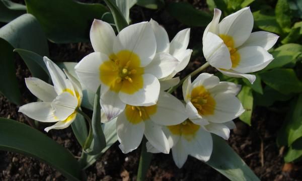 Ботанические тюльпаны: какие растения и как их выращивать в саду