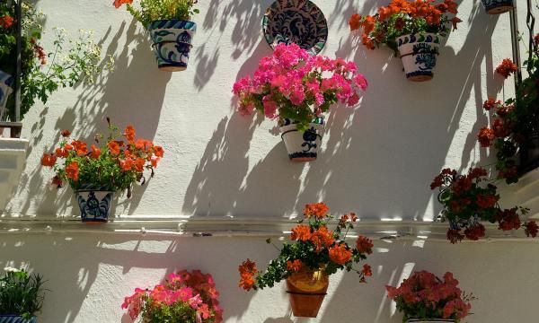 Цветы для балкона, выращенные из семян - посев и уход