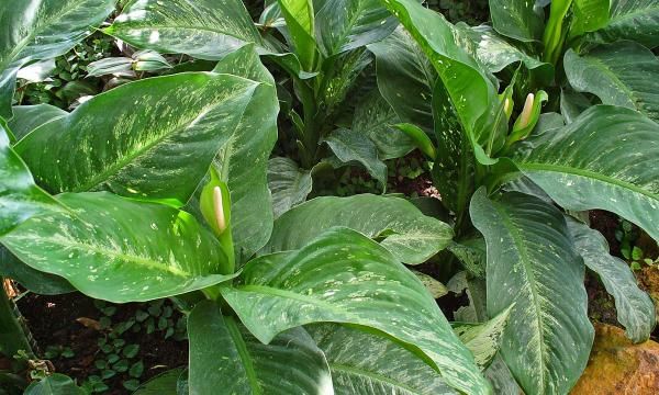 Диффенбахия - как вырастить это ядовитое растение