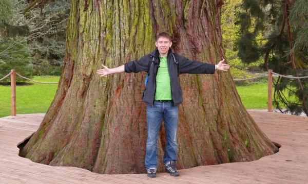 Гигантский мамонт - здесь растет самое мощное дерево в мире