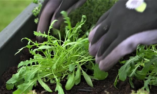 Как выращивать травы и овощи, когда у нас не так много места