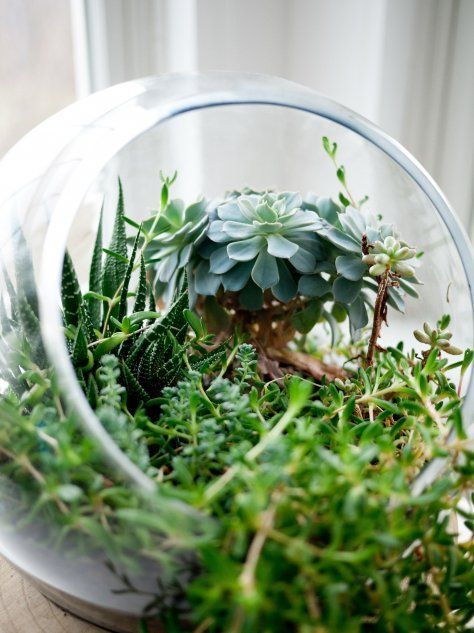 Растения в открытой стеклянной таре