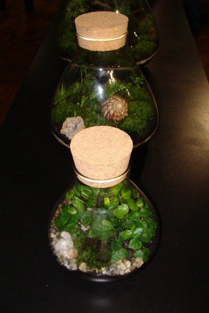Растения в стеклянных бутылках
