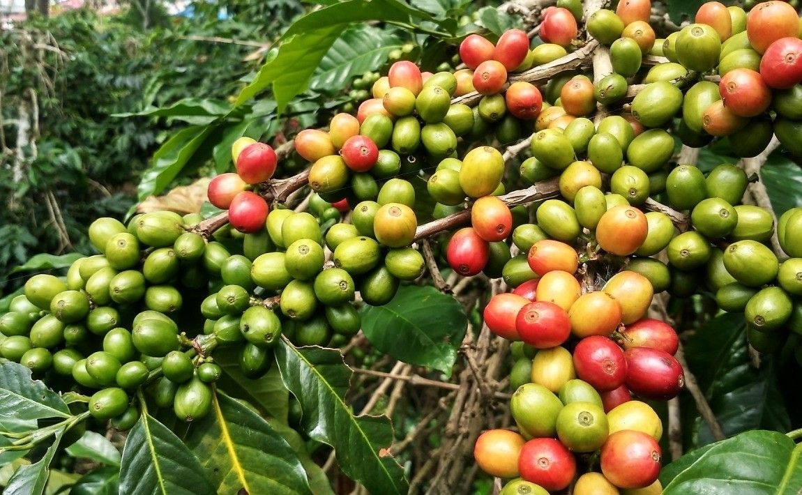Кофе в горшочке. Как выращивать и выращивать кофе - E-garden
