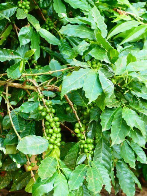 Семена зеленого кофе