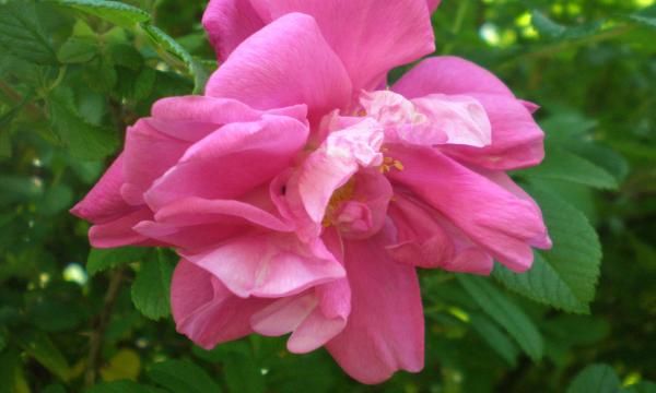 Морщинистая роза, также известная как сахарная роза
