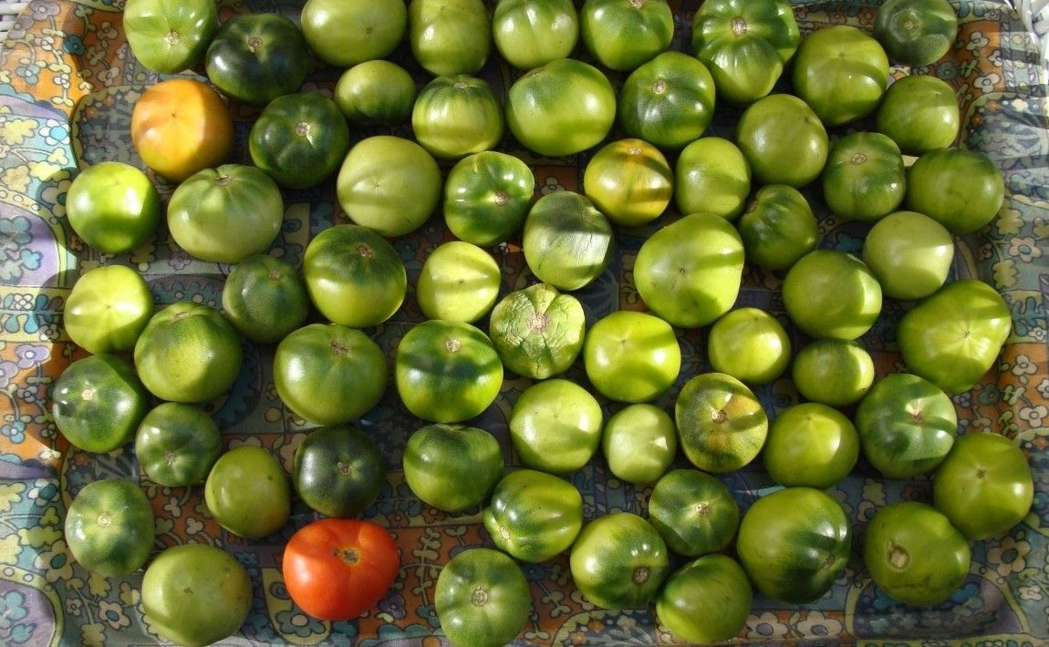 Можно ли есть зеленые помидоры? На что обратить внимание и какие сорта выбрать - E-garden