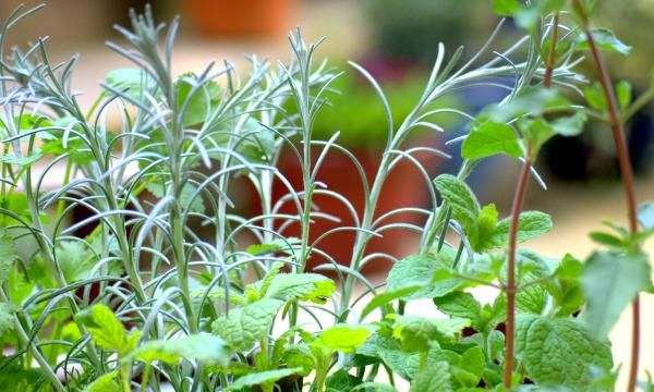 Польские лекарственные травы: когда сеять и как их собирать