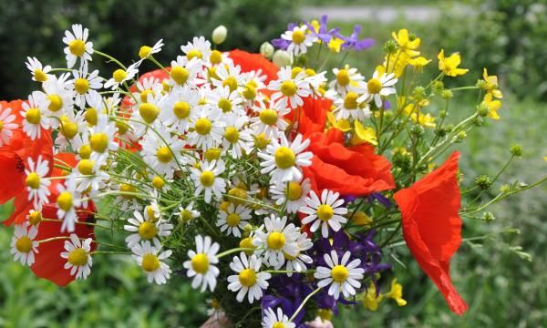Прежде чем дарить цветы в подарок, узнайте о символике их цвета (ВИДЕО)