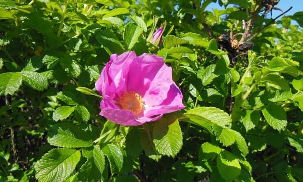 Роза морщинистая (сахарная) - декоративный куст сильно ароматный