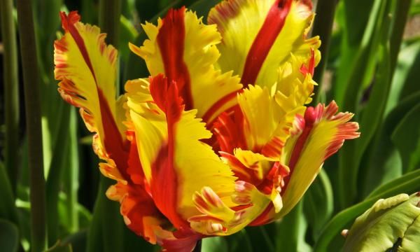 Тюльпаны: сажаем и выращиваем эти цветы. руководство