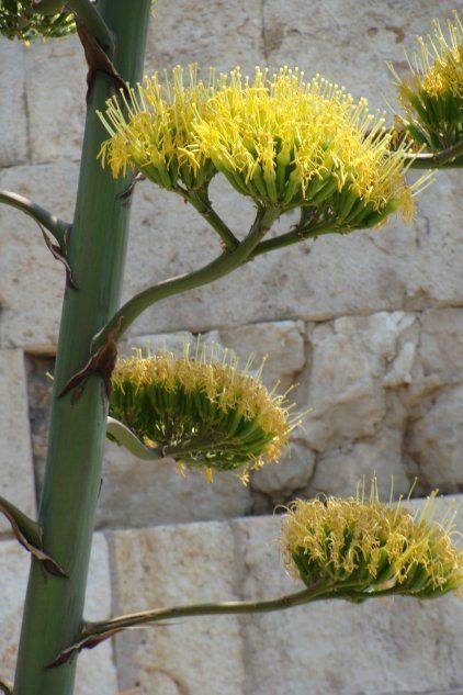 Цветок агавы