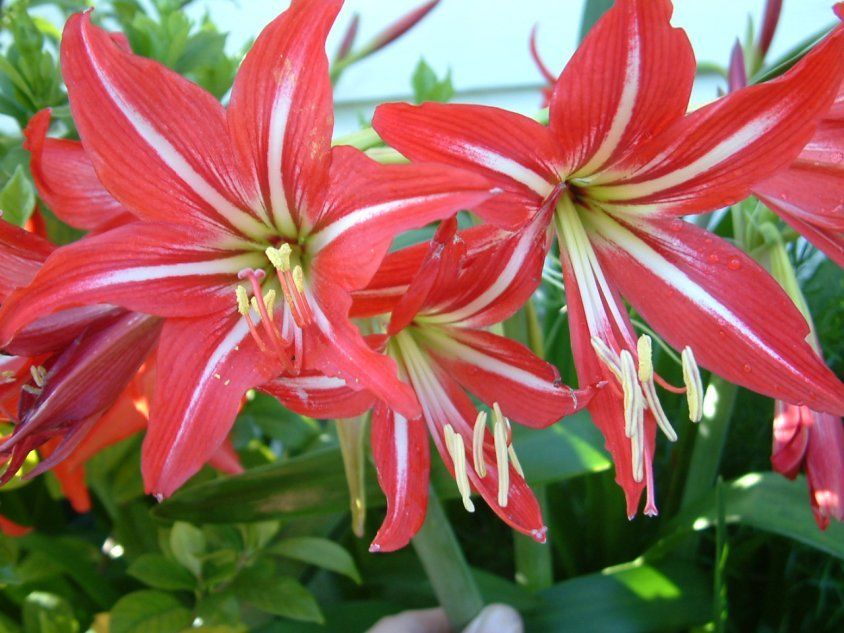 Амариллис и звартница очень похожи друг на друга, но цветут они в разное время (амариллис летом, звартница - зимой и весной).