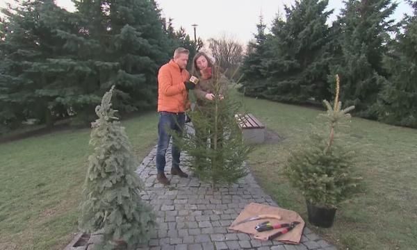 Что делать с елкой после Рождества (ВИДЕО)