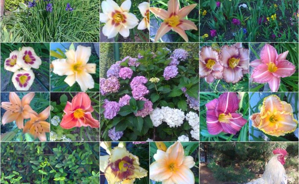 Цветы в саду - Joli garden - E-garden