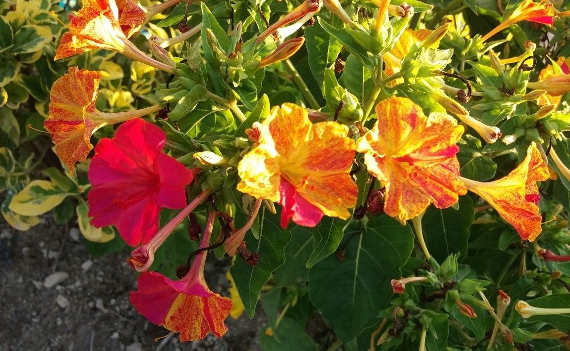 Dziwaczki jalapa - цветущая корица для сада. Как вырастить их - E-garden