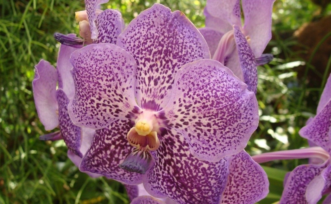 Как правильно выращивать орхидеи - E-garden