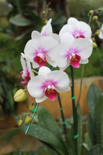 Широкая орхидея рода falenopsis