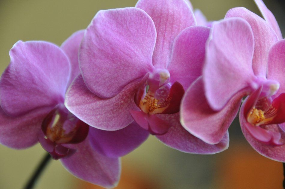 Цветы орхидеи с мраморным рисунком