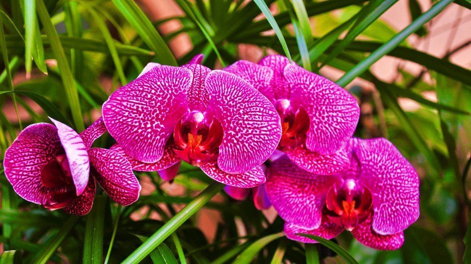 Узорчатые цветы орхидеи фаленопсис