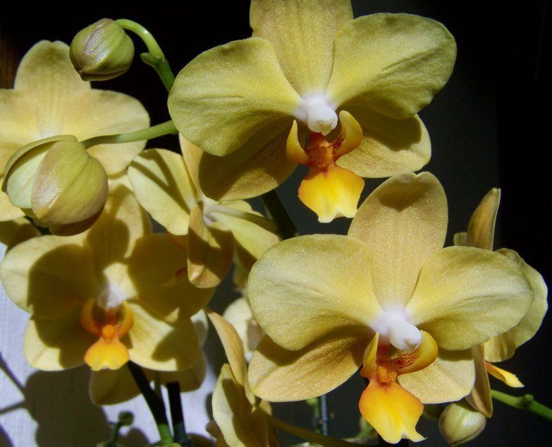 Желтые орхидеи - фаленопсис