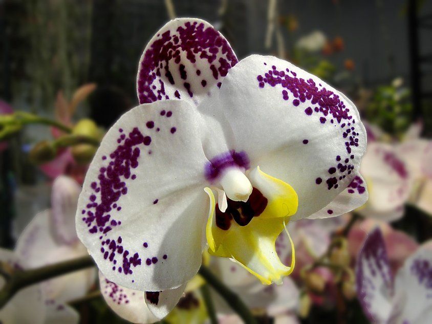 Разноцветная орхидея