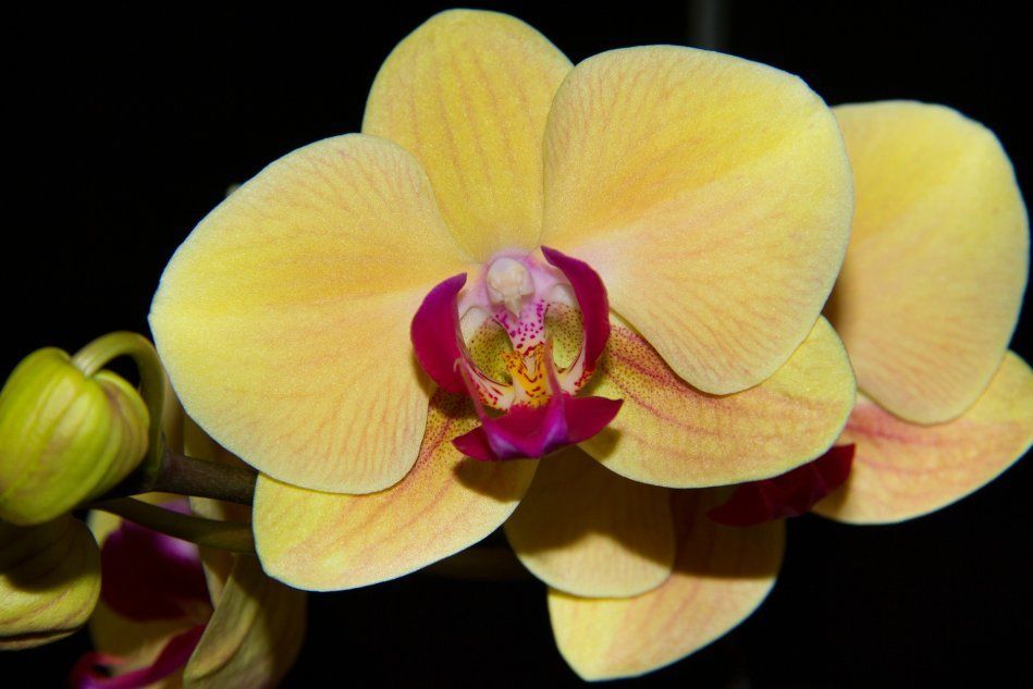 Желто-бордовая орхидея