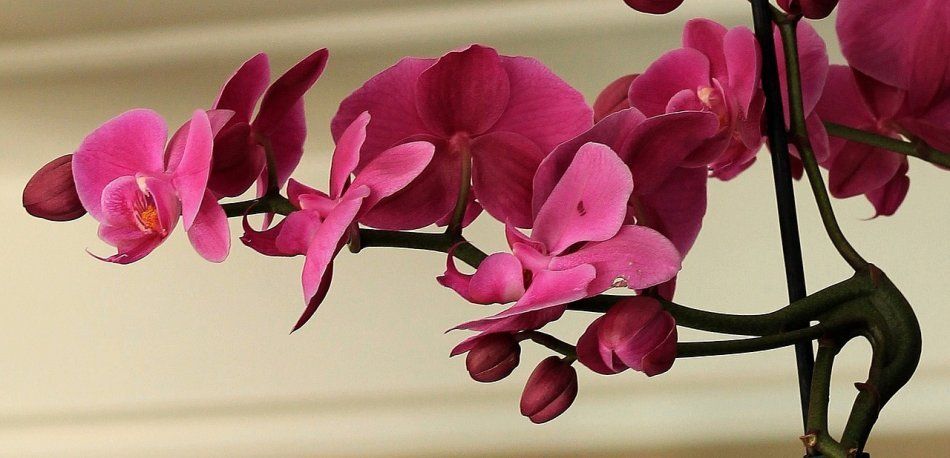 Темно-розовая орхидея