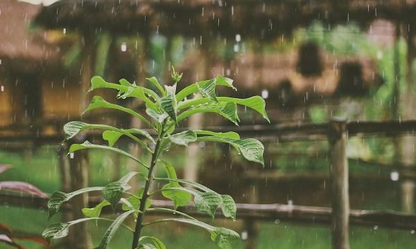 Как шторм влияет на растения в саду. Отрицательная и положительная ионизация воздуха