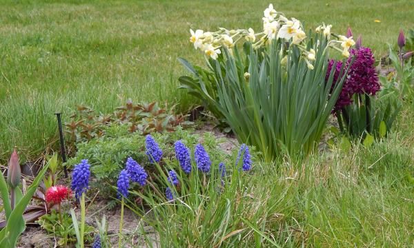 Как ухаживать за распустившимися тюльпанами и другими цветущими весной луковицами и кустарниками. руководство