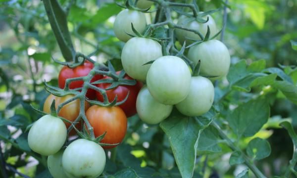 Как увеличить урожай томатов, перца, моркови и картофеля. руководство