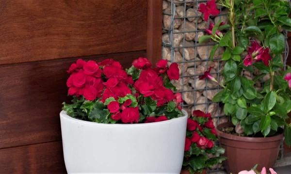 Какие растения выбрать для балкона или террасы, обустроить их красиво. руководство