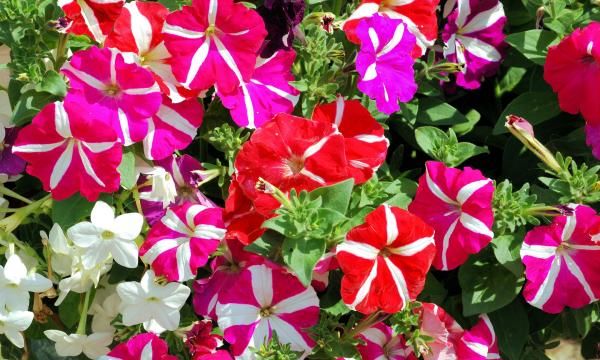 Однолетние растения для балкона: цветы с весны до поздней осени