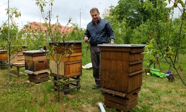 Пчелы самые трудолюбивые насекомые - узнайте их секреты
