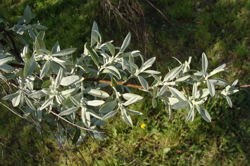 Узколистная маслина