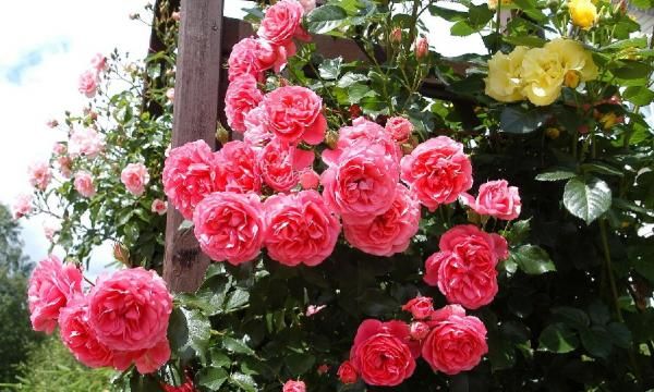 Посадка роз: когда лучше весной или осенью
