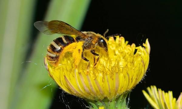 Пщолинка - одинокая пчела, чего ты о ней не знал
