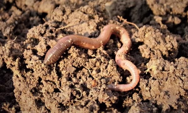 Разведение дождевых червей, которые удобряют почву в саду (FILM)