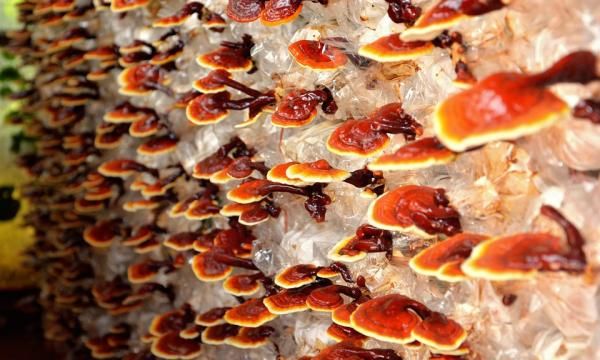 Рейши, или гриб долголетия. Как он обладает целебными свойствами?