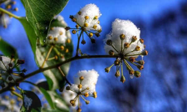 Влияние снега и мороза на садовые растения