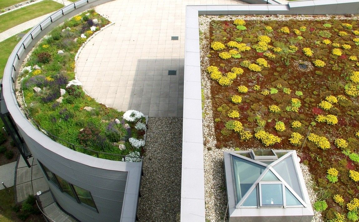 Зеленые крыши - растения - E-сад