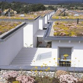 зеленые крыши