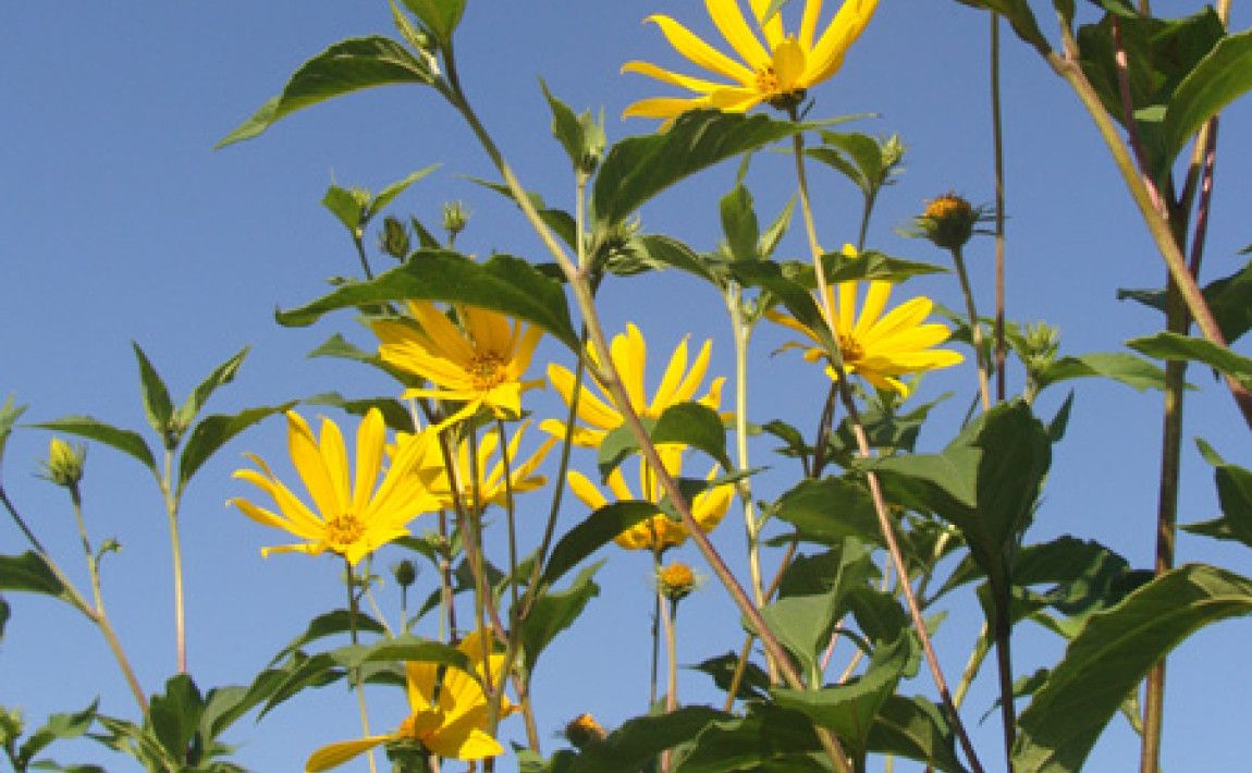 Желтые цветы - E-сад