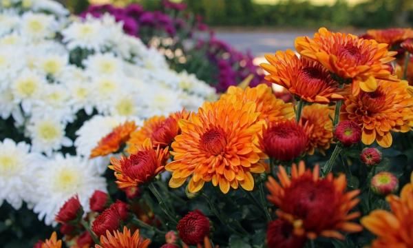Болезни кладбищенских цветов - астр и хризантем