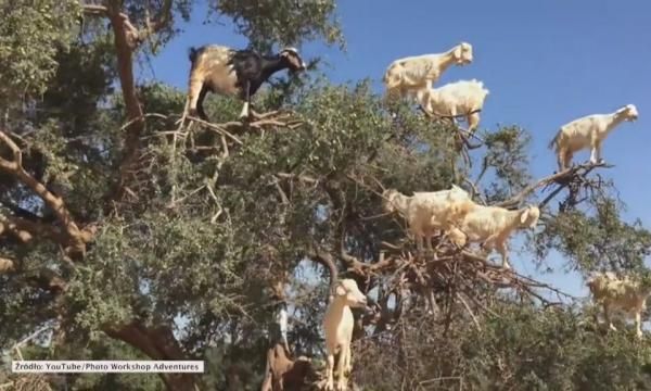Что делают козы на дереве? (ВИДЕО)