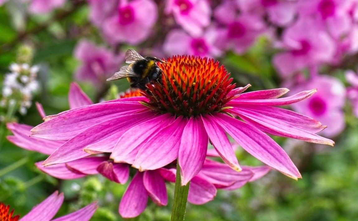 Цветы и мед. Мы рекомендуем самые медоносные растения для сада - E-garden
