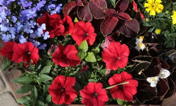 Цветы на балконе и террасе - как подготовить их к летнему сезону